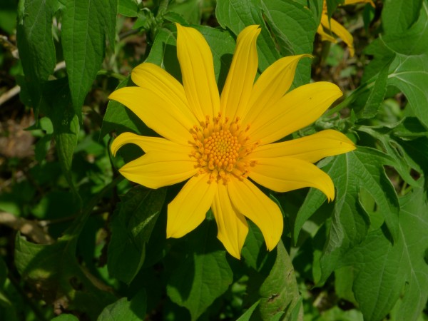 mexicansunflower-600x450