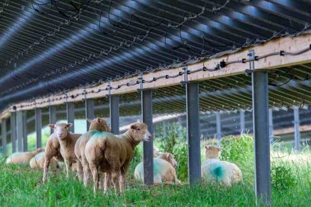 solar farm UK Nexus Media In: Solar- a New Crop for Agriculture | Our Santa Fe River, Inc. (OSFR) | Protecting the Santa Fe River