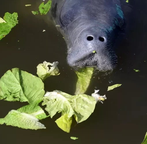 manatee lettuce FWC In: Florida Refuses to Clean Up Water | Our Santa Fe River, Inc. (OSFR) | Protecting the Santa Fe River