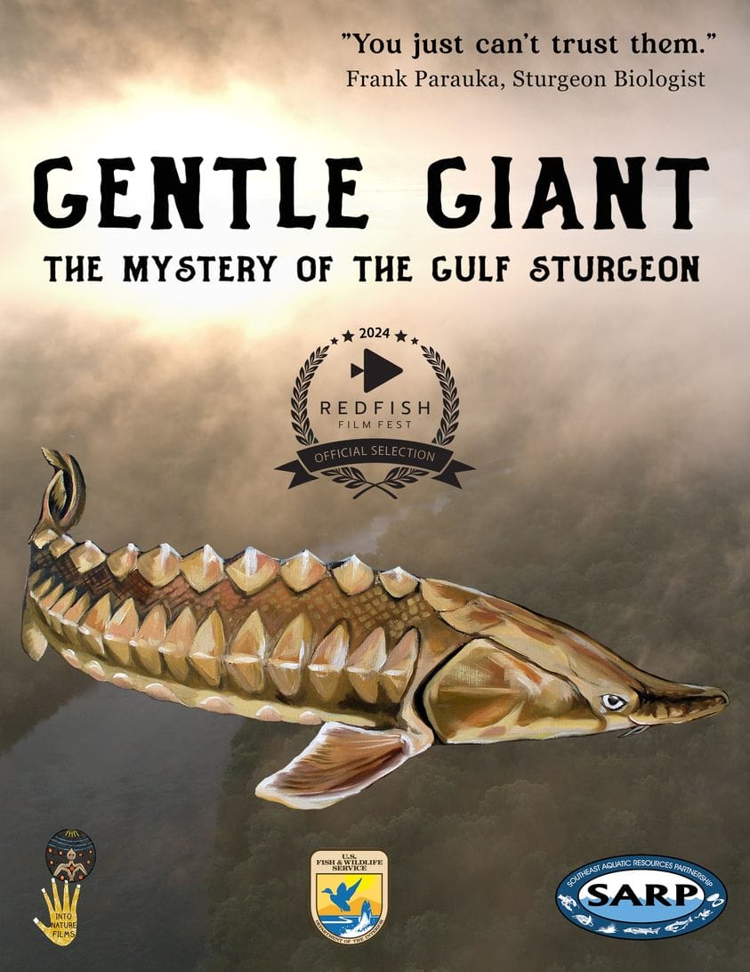 sturgeonevent In: Learn About The Gulf Sturgeon, Friday Nov. 3, 2023 at FSI | Our Santa Fe River, Inc. (OSFR) | Protecting the Santa Fe River