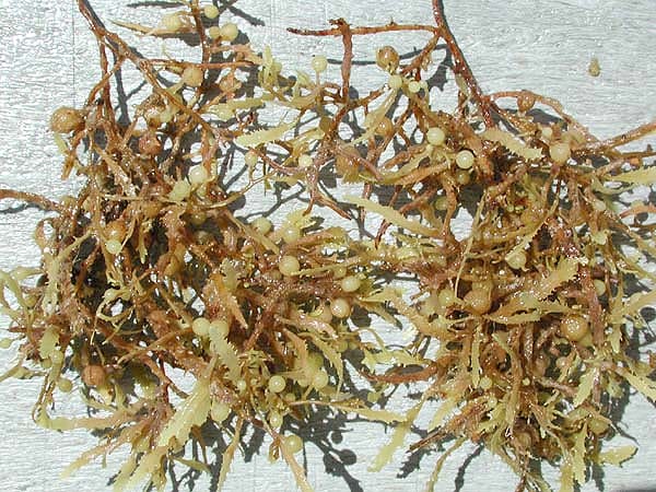 sargassum wikimedia In: Human-caused Excess Nutrients Feed Seaweed | Our Santa Fe River, Inc. (OSFR) | Protecting the Santa Fe River